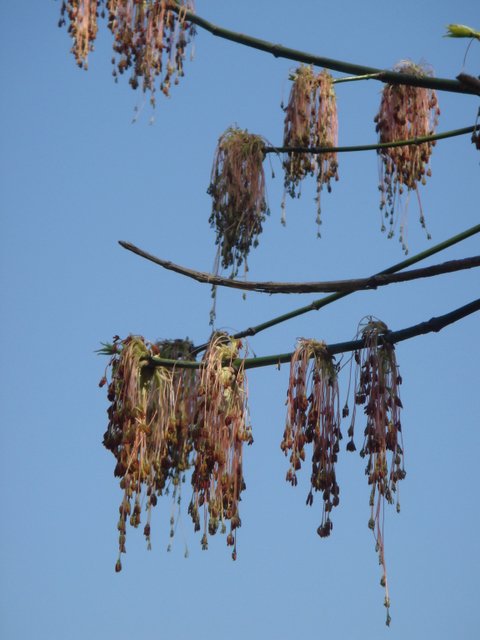 Acer negundo 'Aureovariegatum' fleur